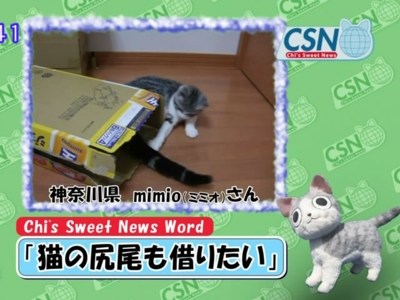 Chi's Sweet News