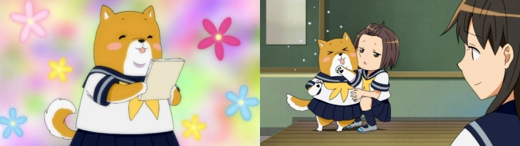 Shiba inu-ko san